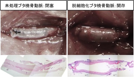 生物由来材料の特性を解明し、新たな医療機器を開発する