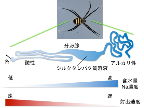 クモやカイコが作り出すシルクの神秘に迫る！