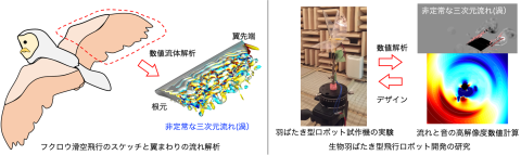 生物の飛行機能を解明し、羽ばたき型飛行ロボットを創る