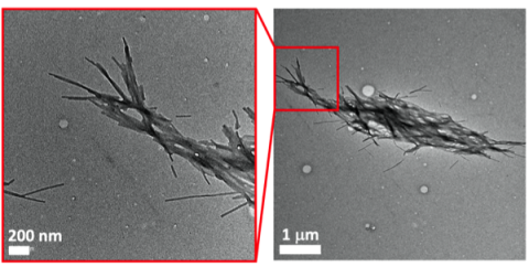 生物に学び、創り出す未来の新材料