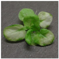 グリーンイノベーションで新しい植物を創り出す
