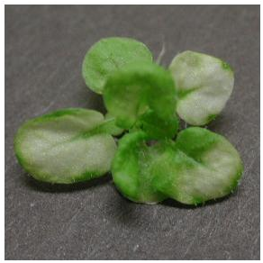 グリーンイノベーションで新しい植物を創り出す