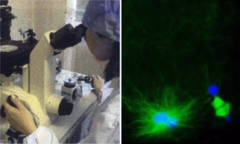 顕微操作を駆使して受精の神秘に迫り、遺伝資源を保存・再生・活用する！