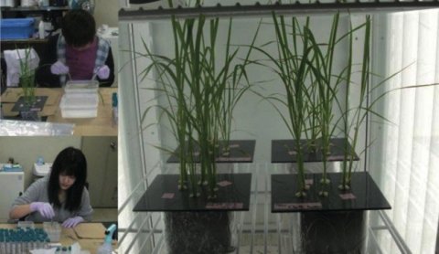 植物基礎科学の知識を応用して、持続可能な社会の構築に貢献する新しい植物を作ろう！