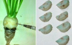 遺伝子工学する細菌アグロバクテリウムを利用する
