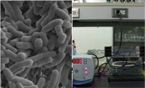 ミクロの世界の集団生活。ゲノム情報から見えてくる細菌の生存戦略とは？