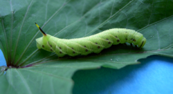 昆虫の優れた能力と生存戦略を追究し、日々の生活に活かす！