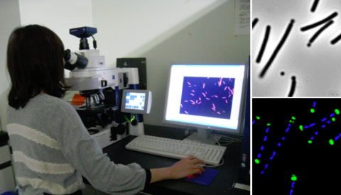 微生物資源の有効利用を目指すアプローチ　〜枯草菌が持つ潜在能力の解明と応用