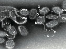 有機化学を駆使して、生物現象の謎を解く。生理活性物質の探索！ 新反応と新薬開発！