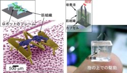 バイオハイブリッドによる新技術創出 マイクロロボットから再⽣医療まで