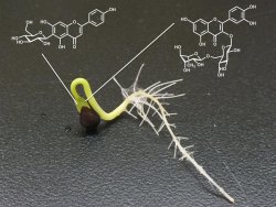 植物のもつ未知なるチカラを探る旅