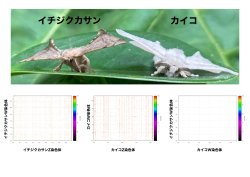 ゲノム情報整備を通して非モデル生物で形質遺伝学を実践する