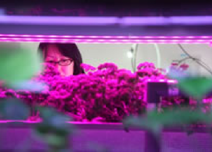 先進植物工場研究教育センター 【SU-PLAF】