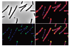 応用生物科学分野