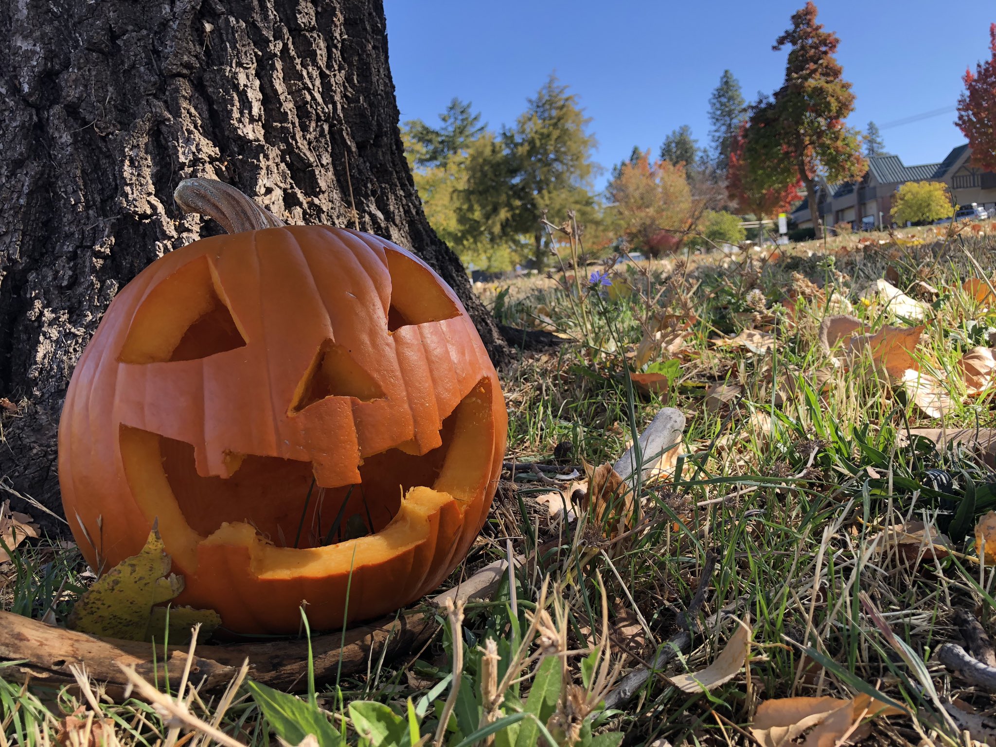 ハロウィン