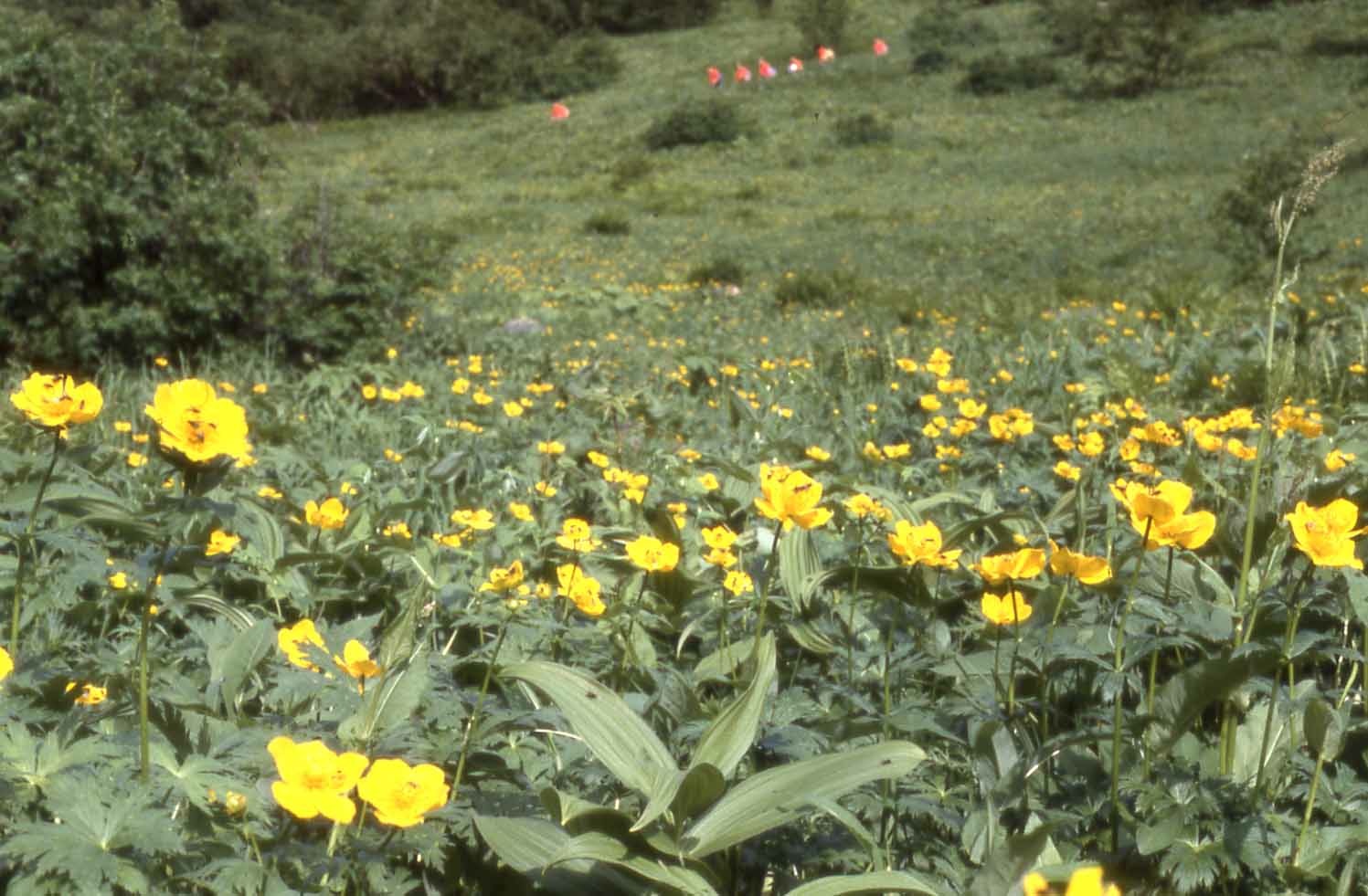 ニホンジカは なぜアルプスの高山帯を目指すのか 陸上生態系研究部門 泉山 茂之 スペシャルコンテンツ 山岳科学研究拠点