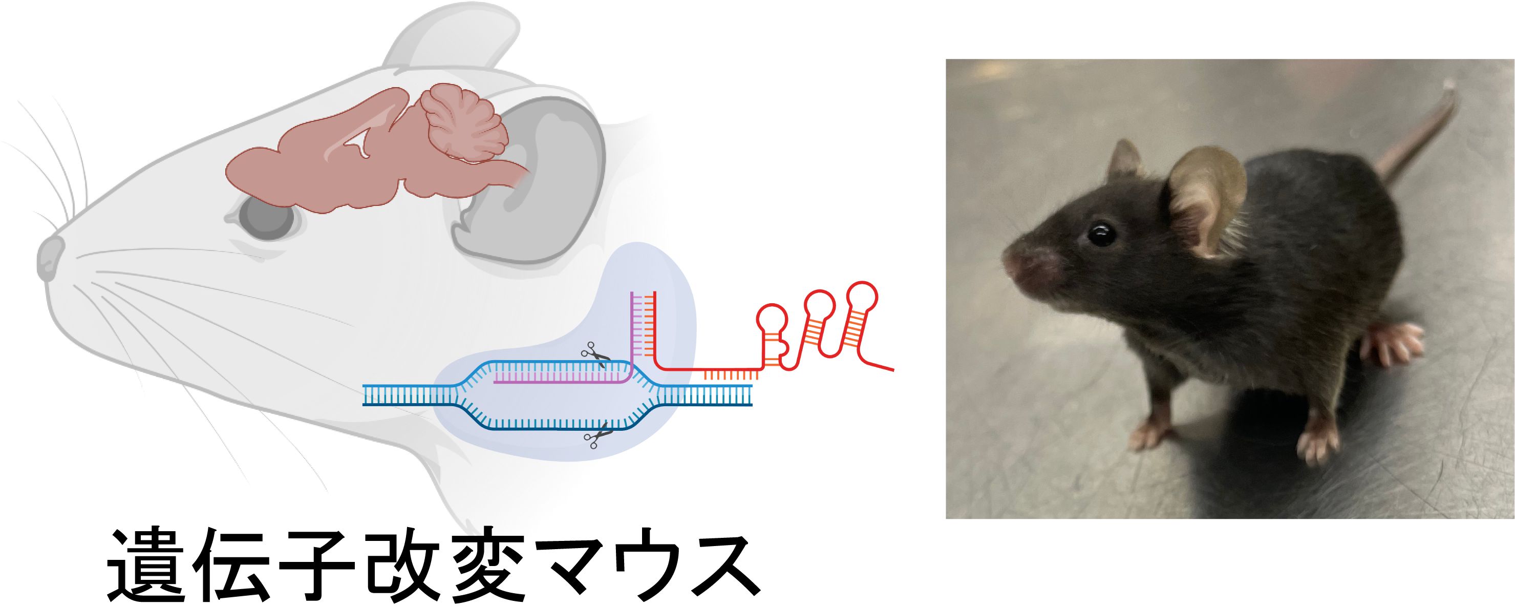 遺伝子改変マウス