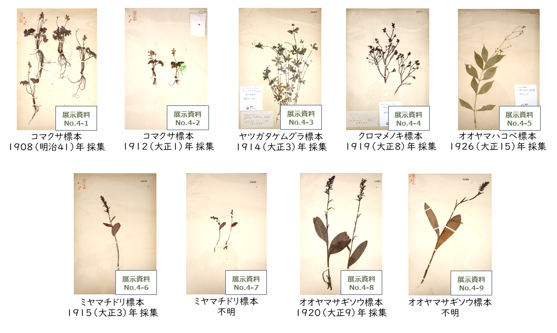 館内展示9点の植物標本