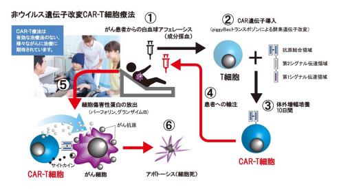 CAR-T2.jpg