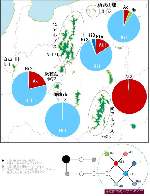 図3 ライチョウプロタイプ頻度とハプロタイプ間の関係.jpg