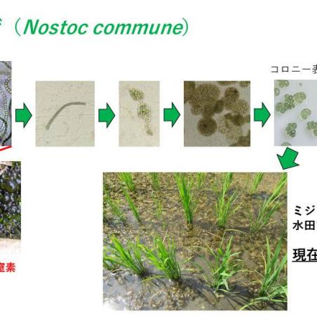 微生物を利用したカーボンリサイクルイメージ7