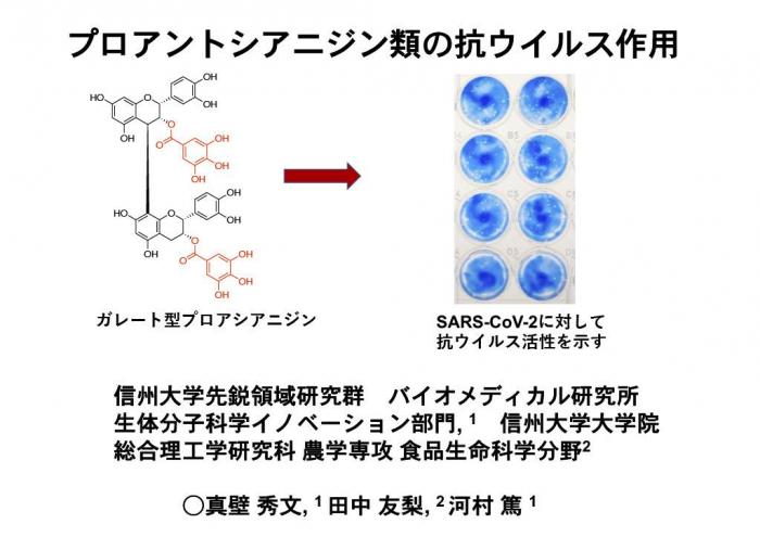 プロアントシアニジン類の抗ウイルス作用
