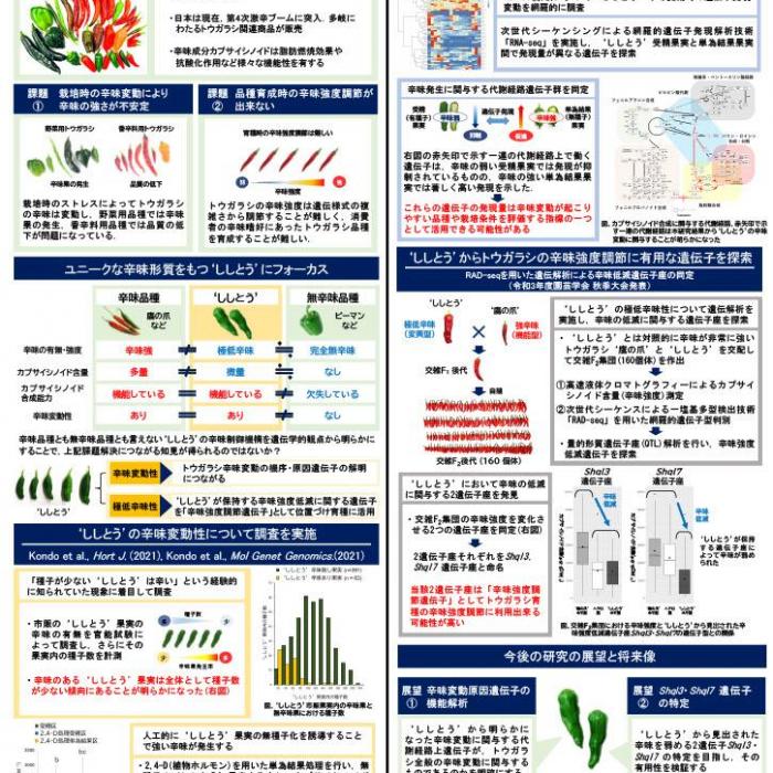 ししとうの辛味制御機構の解明、トウガラシ品種改良の技術革新に向けてイメージ1