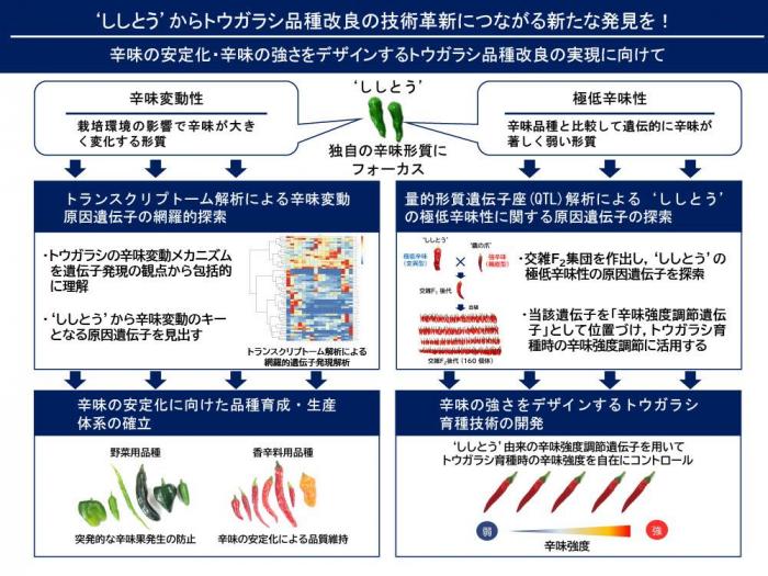 ししとうの辛味制御機構の解明、トウガラシ品種改良の技術革新に向けて