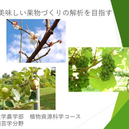 美味しい果物づくりの解析を目指すイメージ1