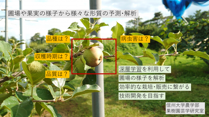 美味しい果物づくりの解析を目指す