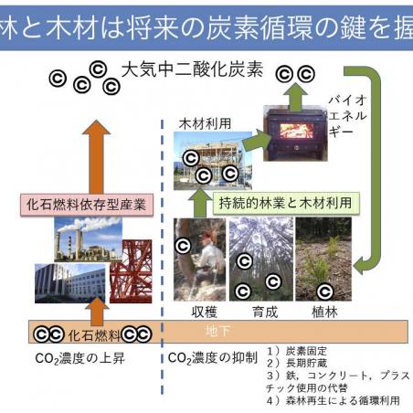 年輪から樹木の気候応答を読むイメージ2