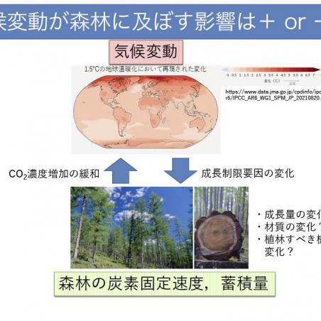 年輪から樹木の気候応答を読むイメージ3