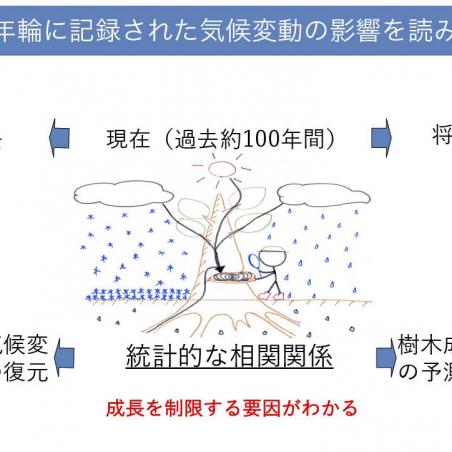 年輪から樹木の気候応答を読むイメージ4