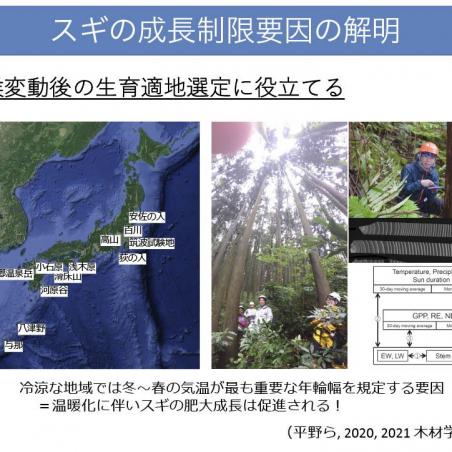 年輪から樹木の気候応答を読むイメージ5