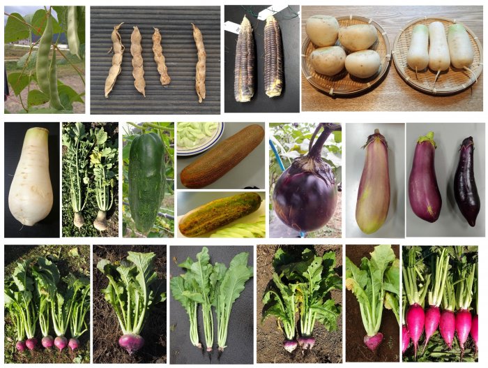 信州の伝統野菜を映像で残す－映像アーカイブスプロジェクト