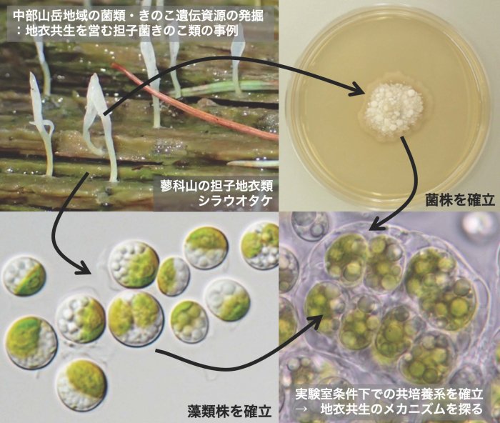中部山岳地域の菌類・きのこ遺伝資源を発掘