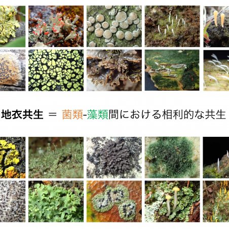中部山岳地域の菌類・きのこ遺伝資源を発掘イメージ2
