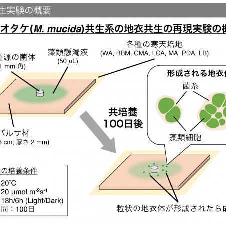 中部山岳地域の菌類・きのこ遺伝資源を発掘イメージ6