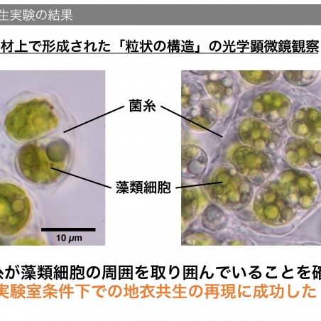中部山岳地域の菌類・きのこ遺伝資源を発掘イメージ7