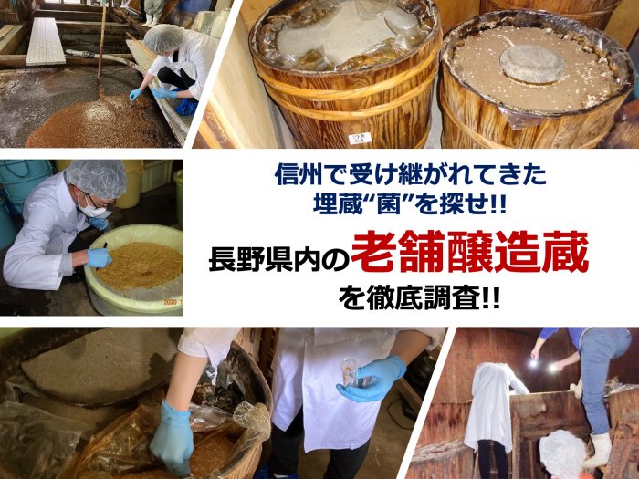 信州の老舗醸造蔵に宿る蔵付乳酸菌の発見と産業展開