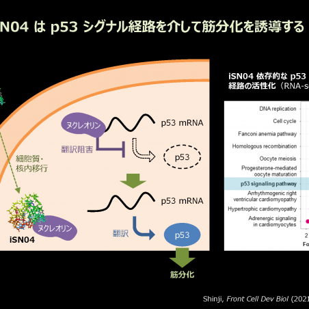 希少疾患に対する核酸医薬品の開発イメージ3