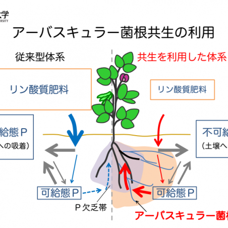土づくりのためのアーバスキュラー菌根菌の培養技術イメージ2