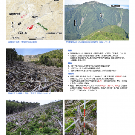 南アルプス・仙丈ヶ岳北東斜面で発生した雪崩と倒木イメージ1