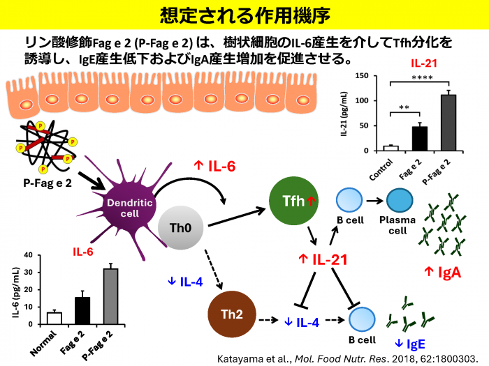 低アレルゲン性リン酸化抗原を用いた食物アレルギー治療法の開発