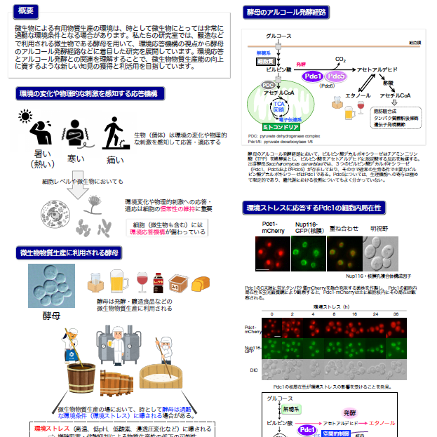 酵母の環境応答機構の視点からアルコール発酵経路を紐解くイメージ1