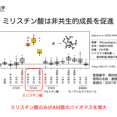 土づくりのためのアーバスキュラー菌根菌の培養技術イメージ4