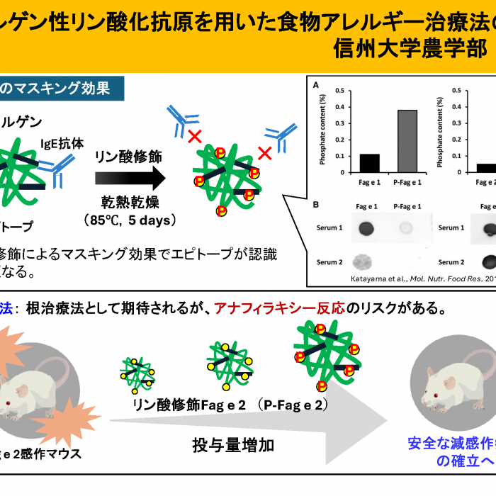 低アレルゲン性リン酸化抗原を用いた食物アレルギー治療法の開発イメージ1