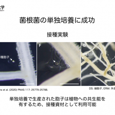土づくりのためのアーバスキュラー菌根菌の培養技術イメージ6