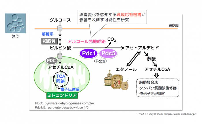 酵母の環境応答機構の視点からアルコール発酵経路を紐解く