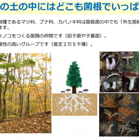 土壌微生物も含めた森林の生物多様性保全を目指すイメージ3